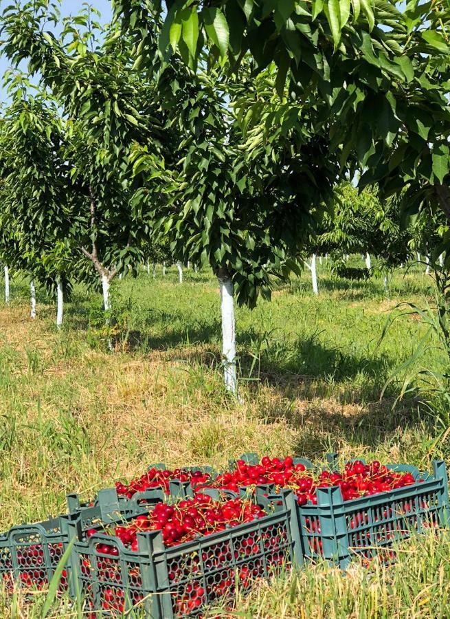 Akhmeta Finca Idoize Camping Hotel מראה חיצוני תמונה