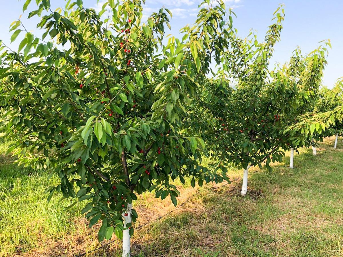 Akhmeta Finca Idoize Camping Hotel מראה חיצוני תמונה